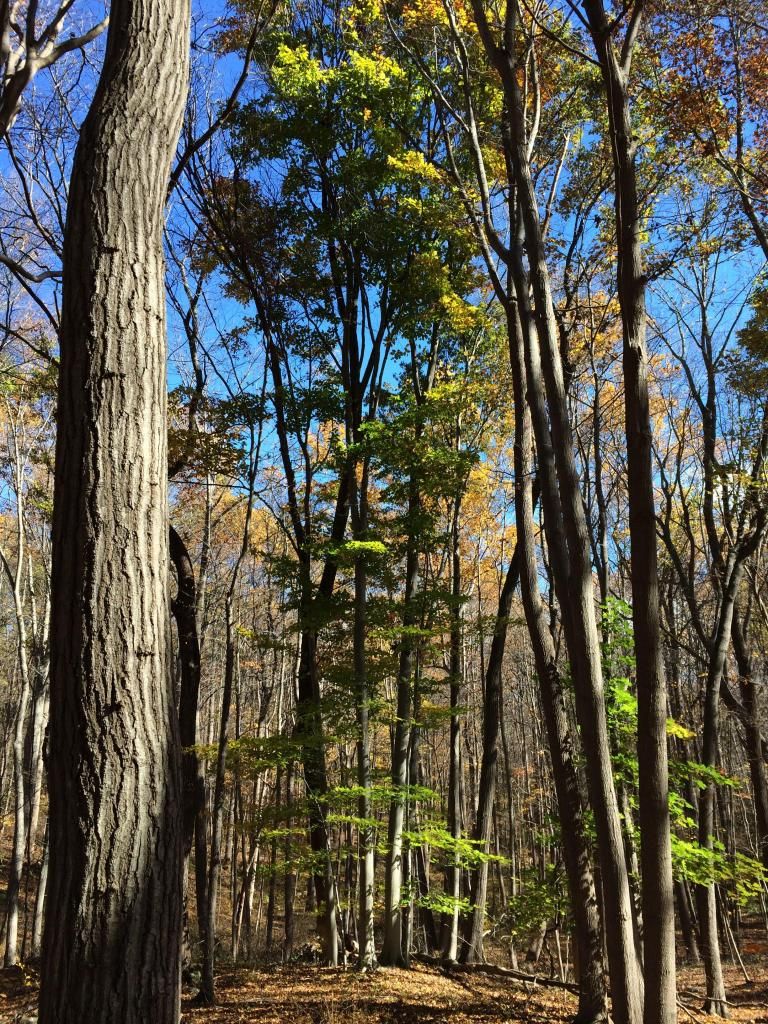 Limestone Ridge Preserve A local land trust preserving open space